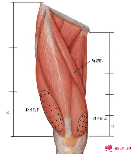 打瘦腿针后多久可以备孕呢