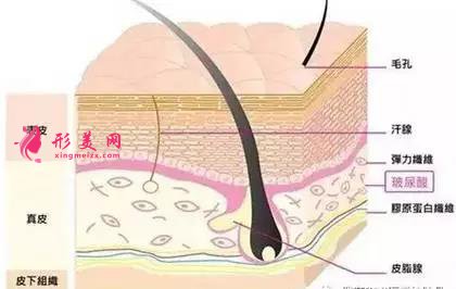 玻尿酸在皮肤中的位置