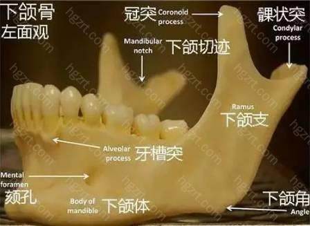 拔智齿后那个洞臭到恶心？看拔牙后窟窿恢复图了解原因